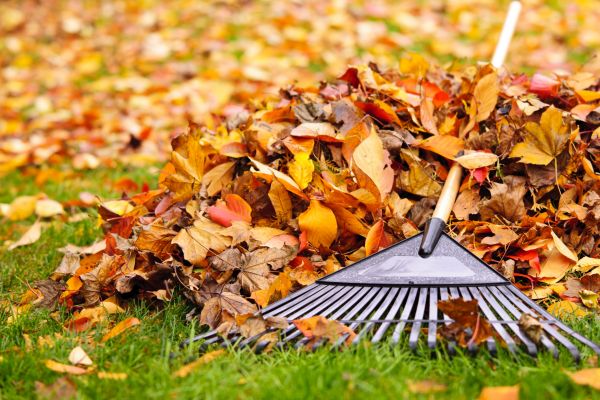 Leaves Removal in Monroe Township