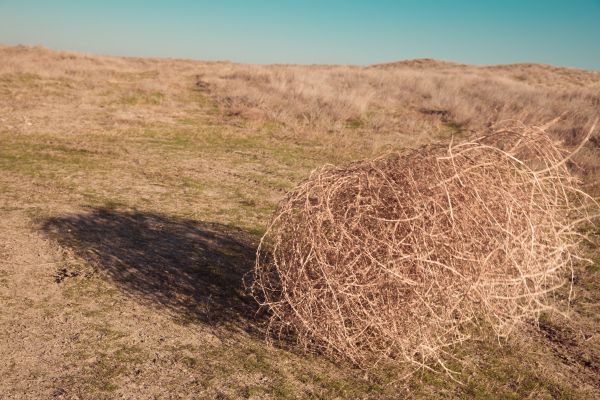 Tumbleweed Removal in Monroe Township
