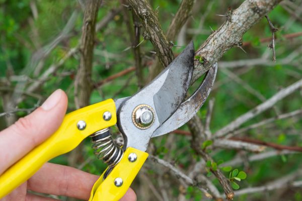 Cost of Limbs Removal in Monroe Township