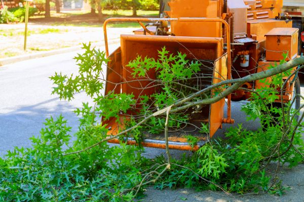 Cost of Tree Branches Removal in Monroe Township
